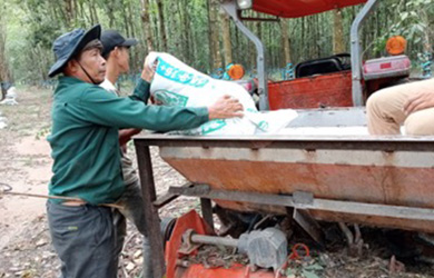 Công ty CP Cao su Chư Sê - Kampong Thom triển khai bón phân năm 2022
